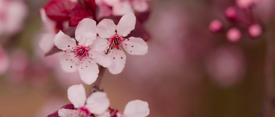 梅花开花是什么提供营养的？梅花开花期需要怎样的气候条件