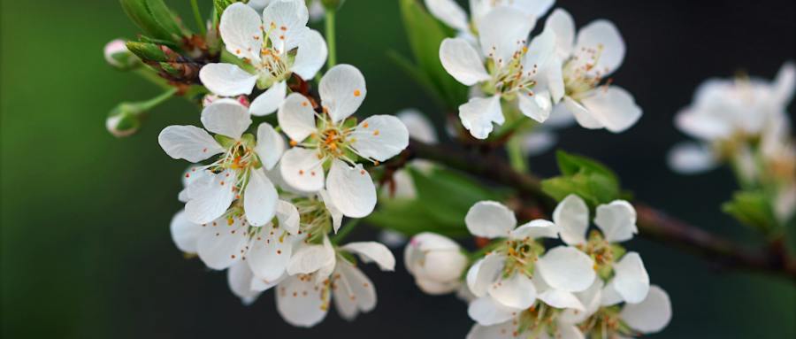梅花开花是什么提供营养的？梅花开花期需要怎样的气候条件